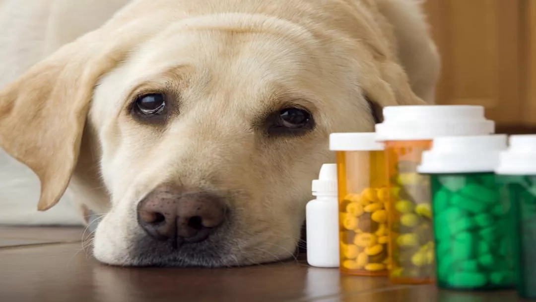Why Pets Resist Medication and Treatment？