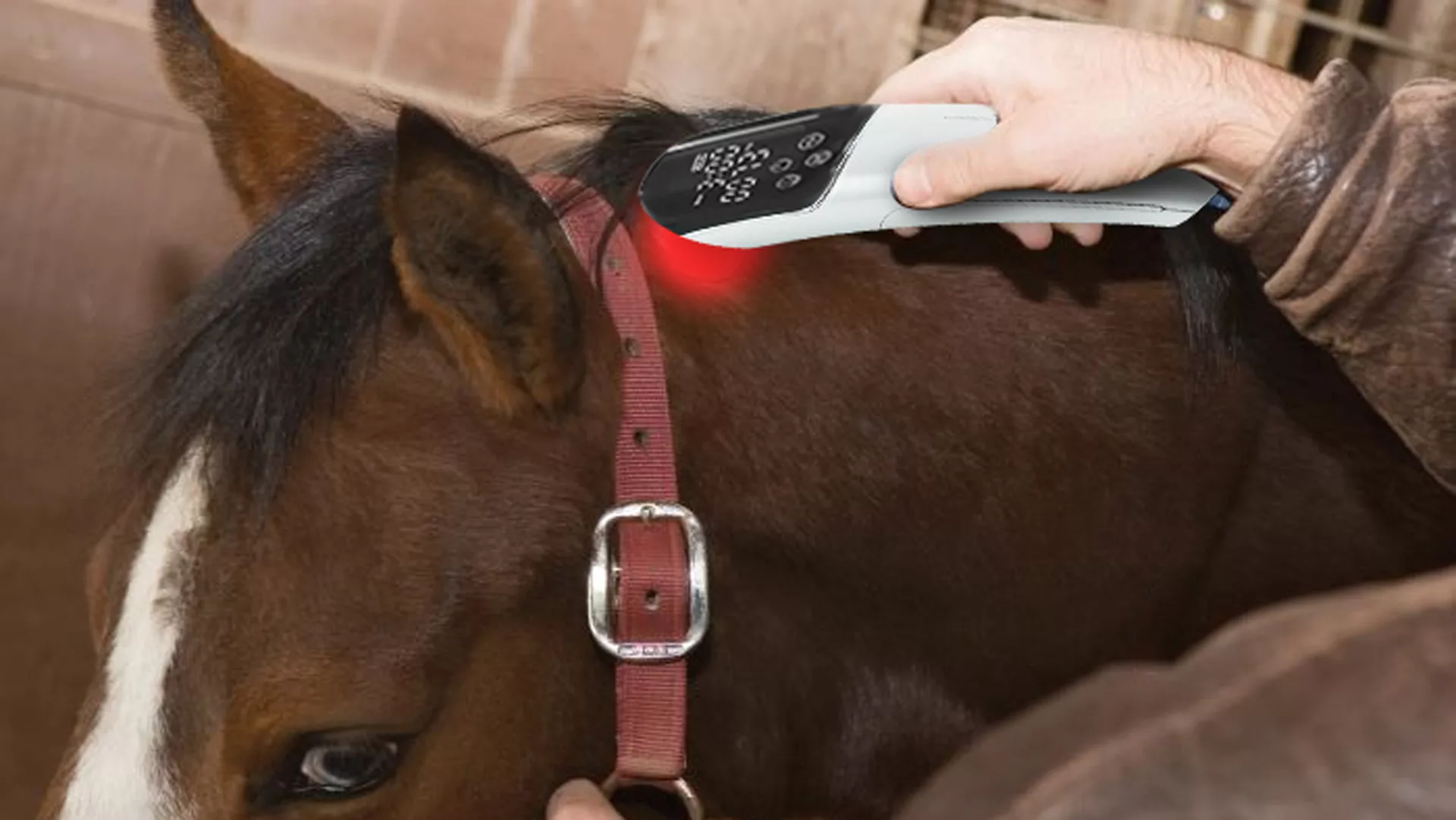 Red Light Therapy For Pets