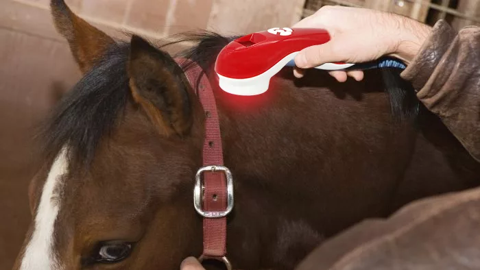 veterinary handheld light therapy device